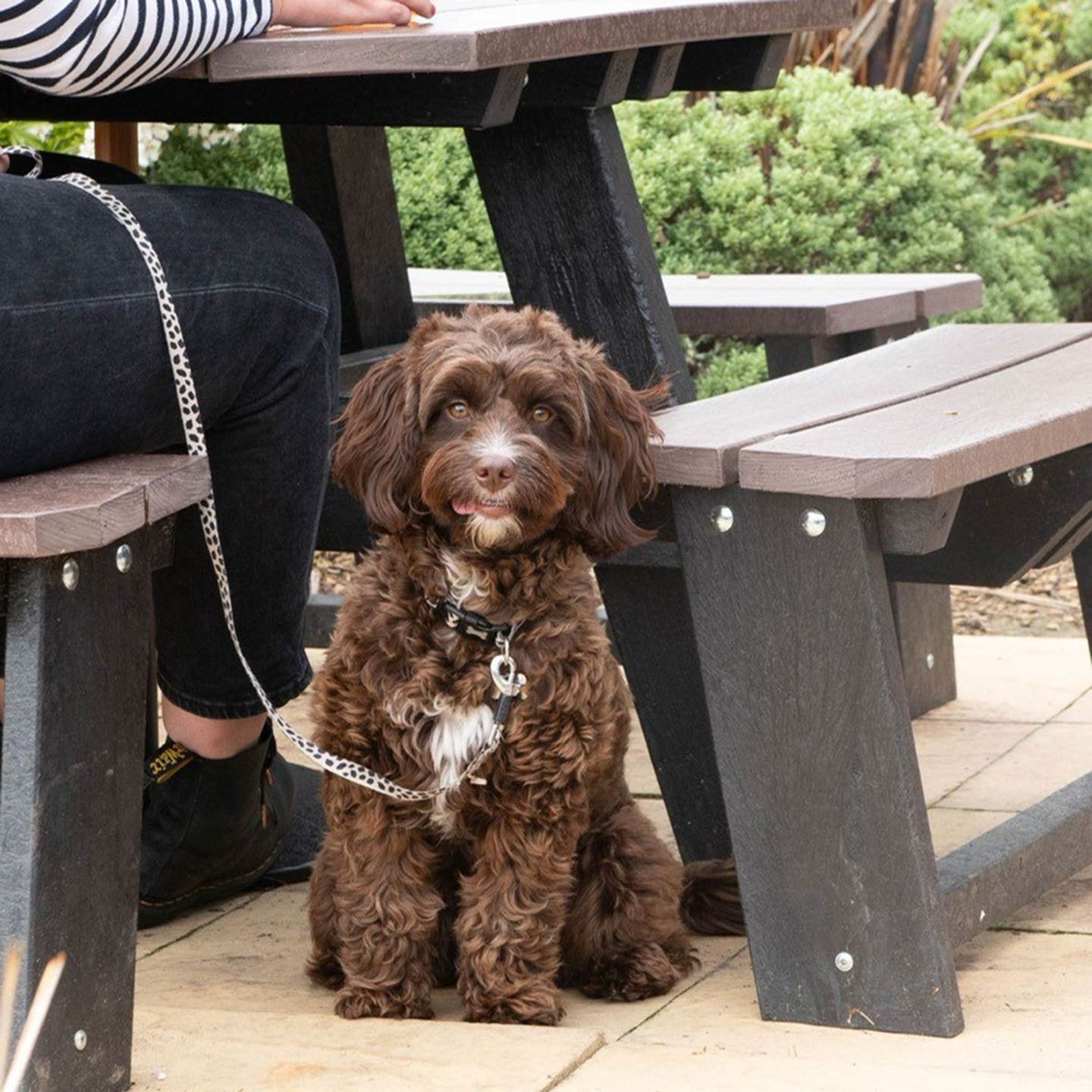 Your local dog friendly pub in Wakefield